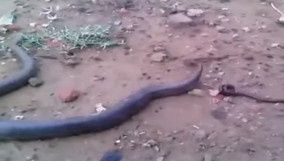 YouTube: Nacimiento de 20 anacondas en la India causa revuelo (VIDEO)