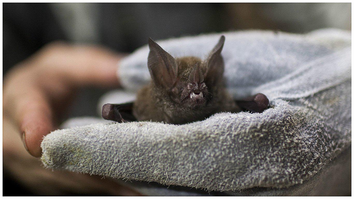 La rabia silvestre ataca y mata en provincias