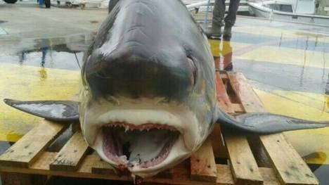Encuentran tiburón de 300 kilos en peligro de extinción
