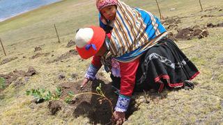 Reforestarán ecosistema destruido por incendio forestal en Cusco