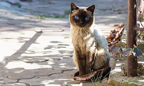 Se necesita cuidado e higiene para no sufrir de toxoplasmosis. 