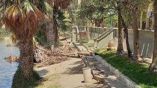 Denuncian tala de siete palmeras en el balneario de la Huacachina