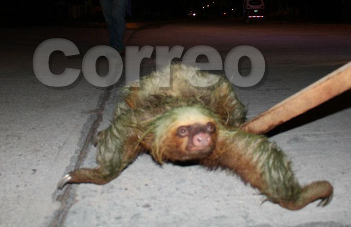 Oxapampa: Oso perezoso sorprende a vecinos