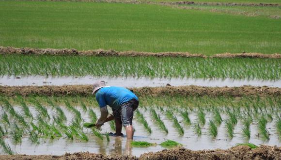 Agricultura en peligro por ausencia de lluvias en la región