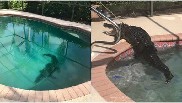 Familia quedó horrorizada al descubrir un enorme caimán en su piscina (VIDEO)