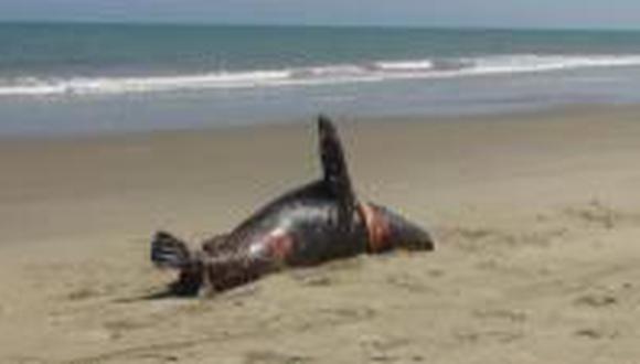 Decenas de lobos marinos aparecen muertos en litoral de Tumbes