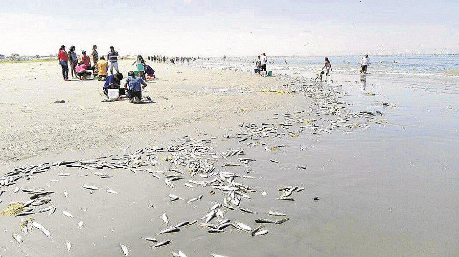 Piura: Alrededor de una tonelada de peces vararon en las playas de Parachique en Sechura