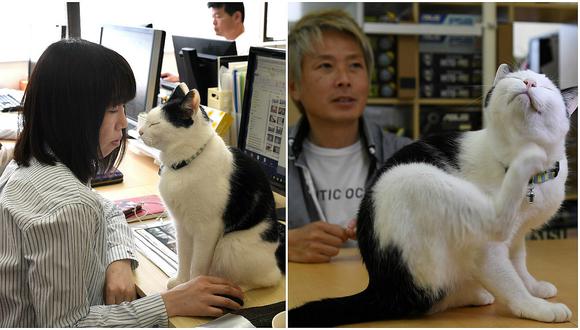 Empresa tiene gatos en su oficina para relajar a los trabajadores (FOTOS)
