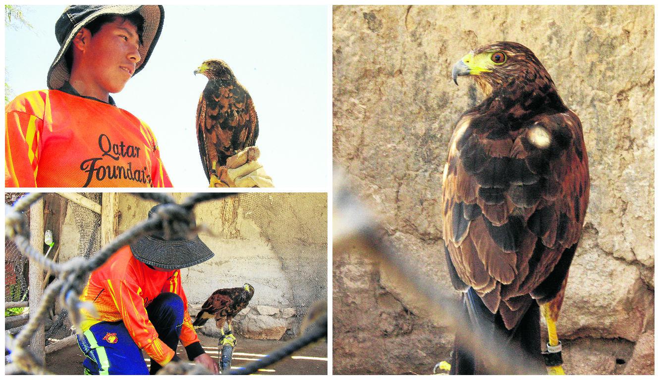Halcones peregrinos, aves sorprendentes que ayudan a controlar a las palomas