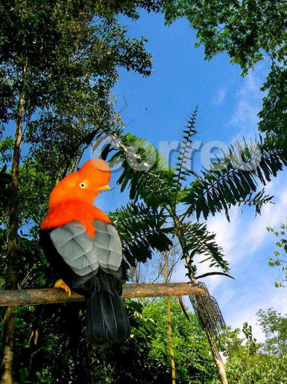 Satipo: El jardín natural rebosante de vida  y color (FOTOS)