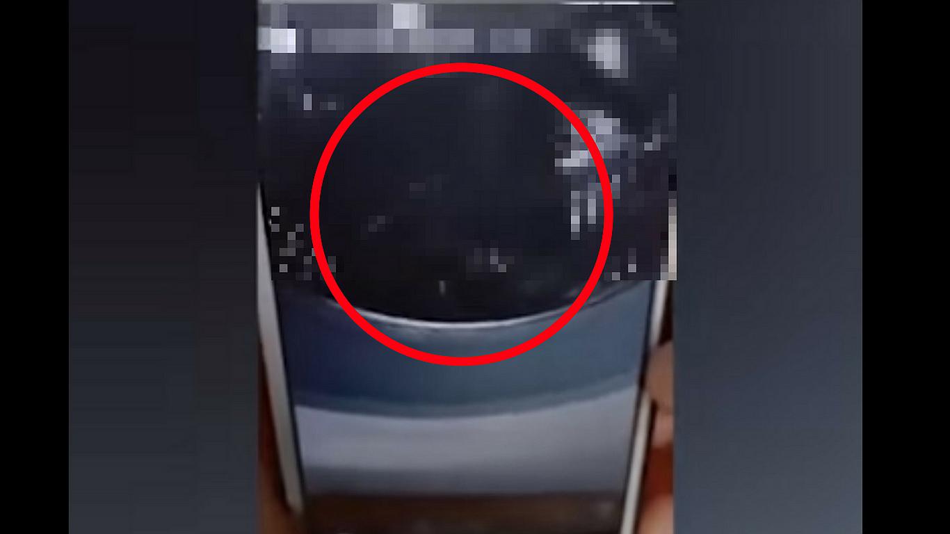 Mujer es detenida por meter a su gato a la lavadora y subirlo a Instagram (FOTOS)