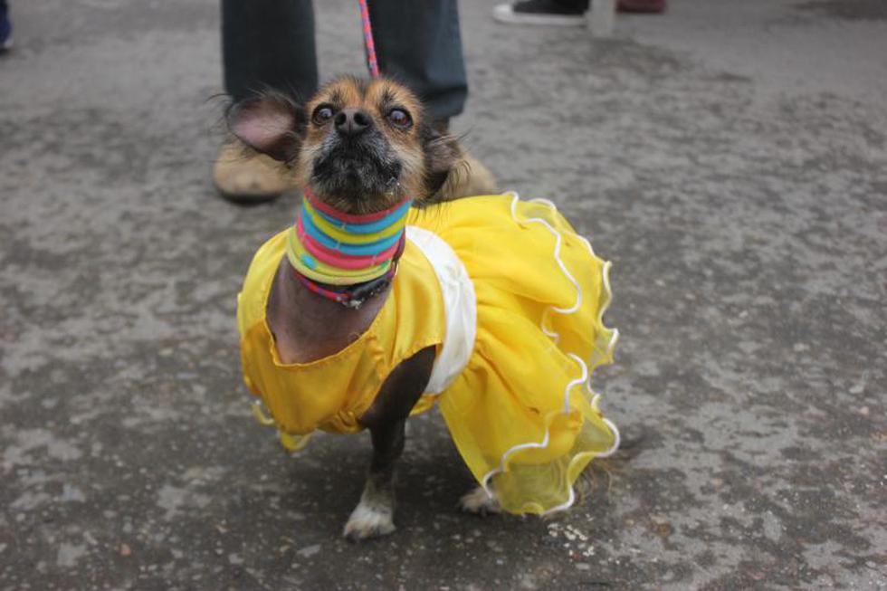 Una competencia  llena de 'amores perros' (FOTOS)