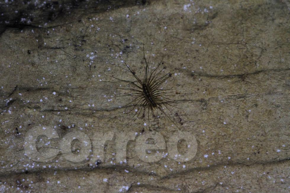 La caverna de Metraro, una aventura bajo tierra (FOTOS)
