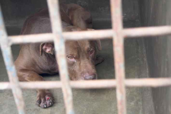 Chincha: niño de dos años muere tras ser mordido  en el cuello por un pitbull