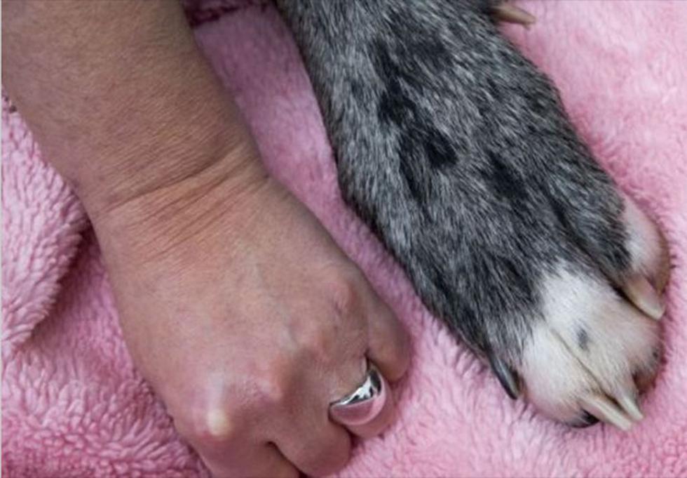 Conoce a Freddy, el perro más grande del mundo (FOTOS)