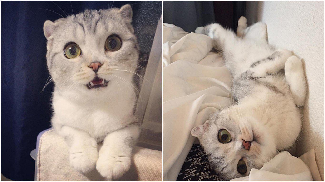 Instagram: Hana, una gata japonesa con miles de seguidores