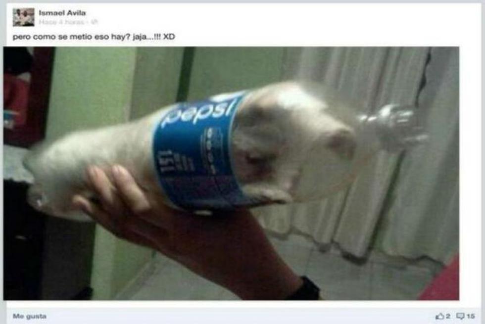 Sujeto que metió perro dentro de una botella causa indignación en México