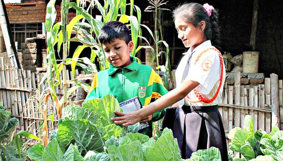 Los alimentos que son cosechados sirven para acompañar los desayunos y almuerzos escolares que les brinda el Programa Nacional de Alimentación Escolar Qali Warma