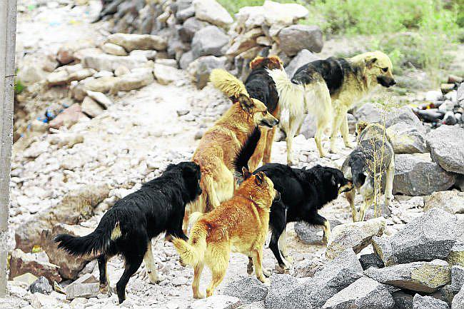 Arequipa: Defensoría pide solución a autoridades sobre la rabia