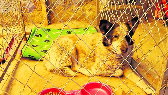 ​Municipio 'detiene' a perros callejeros y los 'recluye'en veterinaria municipal