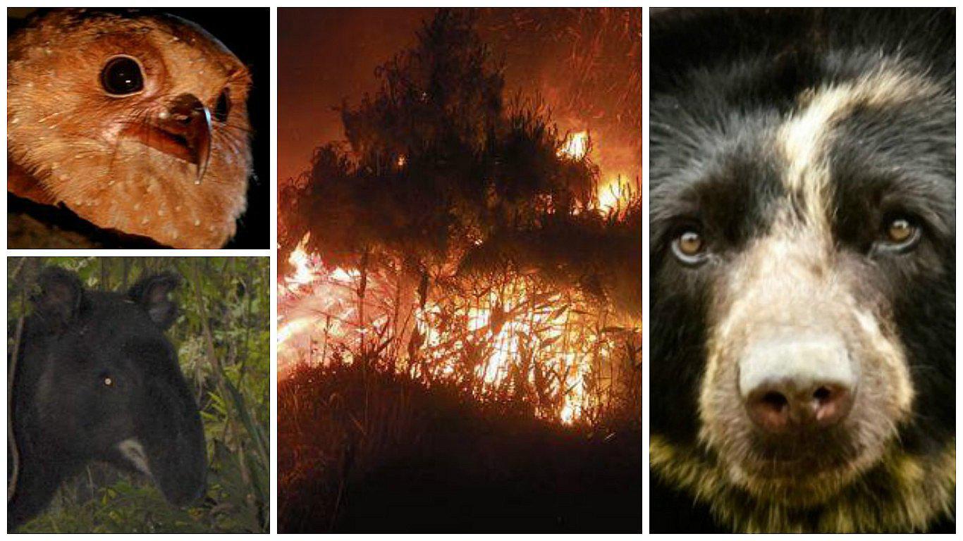 Parque Nacional de Cutervo es arrasado por incendio forestal