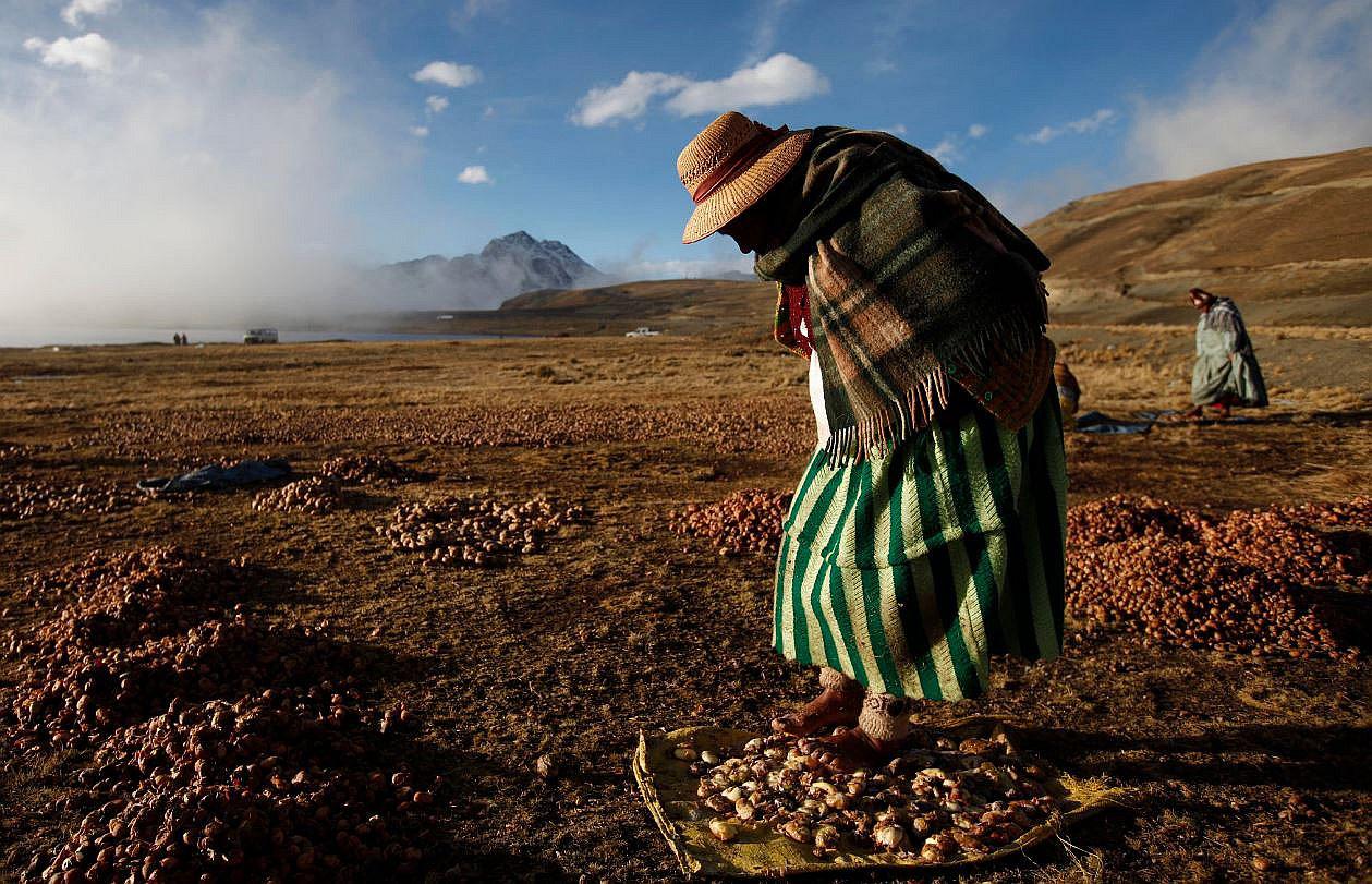 Puno: “Chuño” un alimento para la era espacial de la NASA 
