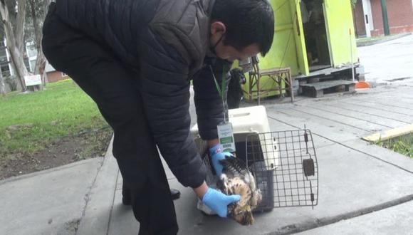 Los animales fueron examinados por el veterinario de la comuna, Pedro Ramos, y llevados a la clínica de su colega Rodrigo Rondón.