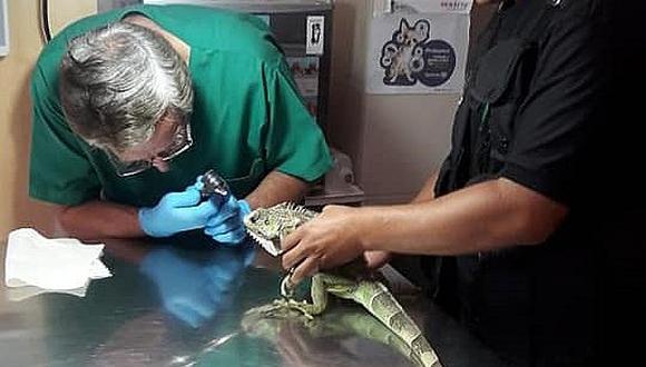Pobladores rescatan a iguana que fue atropellada por una mototaxi