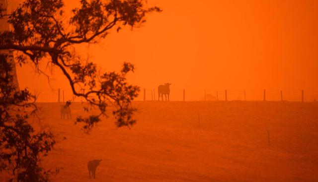 El ganado está parado en un campo bajo un cielo rojo causado por incendios forestales en Greendale, en las afueras de Bega, en el estado australiano de Nueva Gales del Sur. (Foto: AFP)