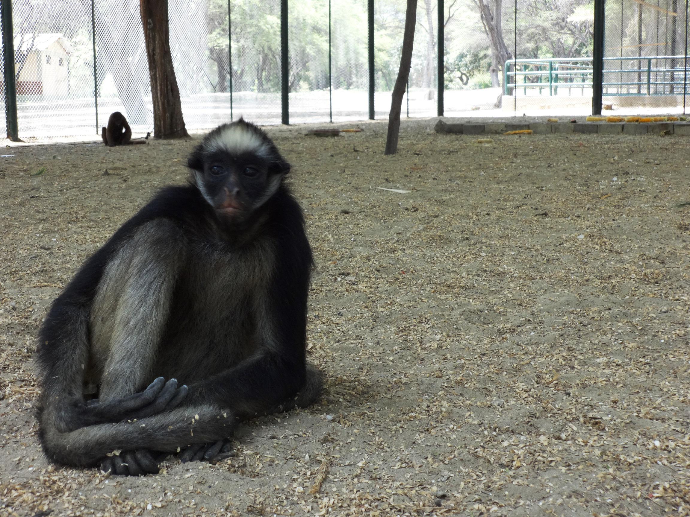 Piura: Este "mono araña" está en peligro de extinción