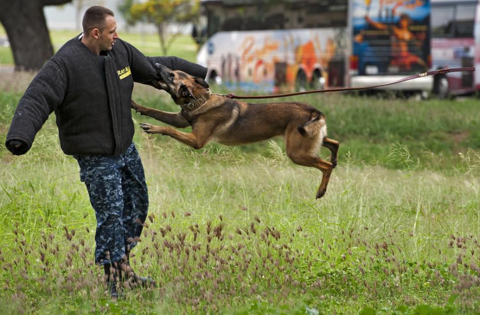 La heróica acción de este perro salva a niña de ataque sexual