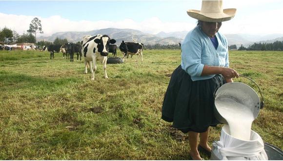 Congreso debatirá hoy proyecto de ley para el desarrollo de la ganadería lechera en el Perú