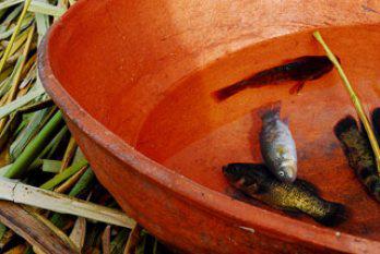 Denuncian muerte
 de peces en Umayo
