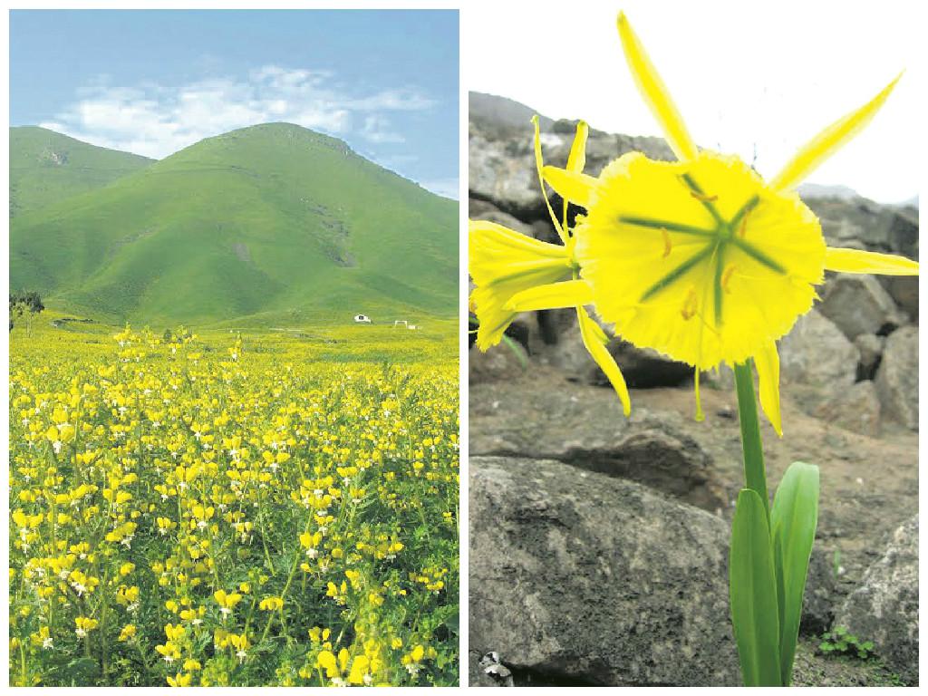 La flor de Amancaes regresa a la capital