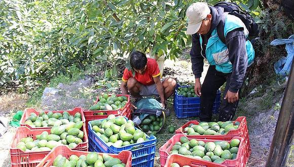 Agricultores de Tapay duplican producción de palta Hass
