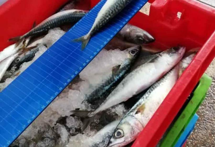 Tacna. Caballa tamaño juvenil está prohibida su pesca y comercialización. (Ministerio Público)