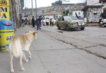 Hay 8 perros callejeros por cada cusqueño