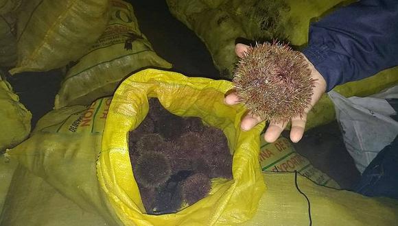Depredación de erizo en costas de Islay -  Matarani