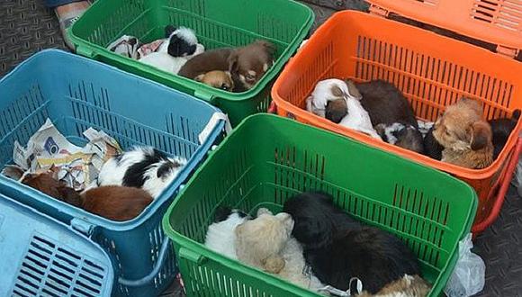 ​Rescatan mascotas que eran vendidas en el Cercado de Lima