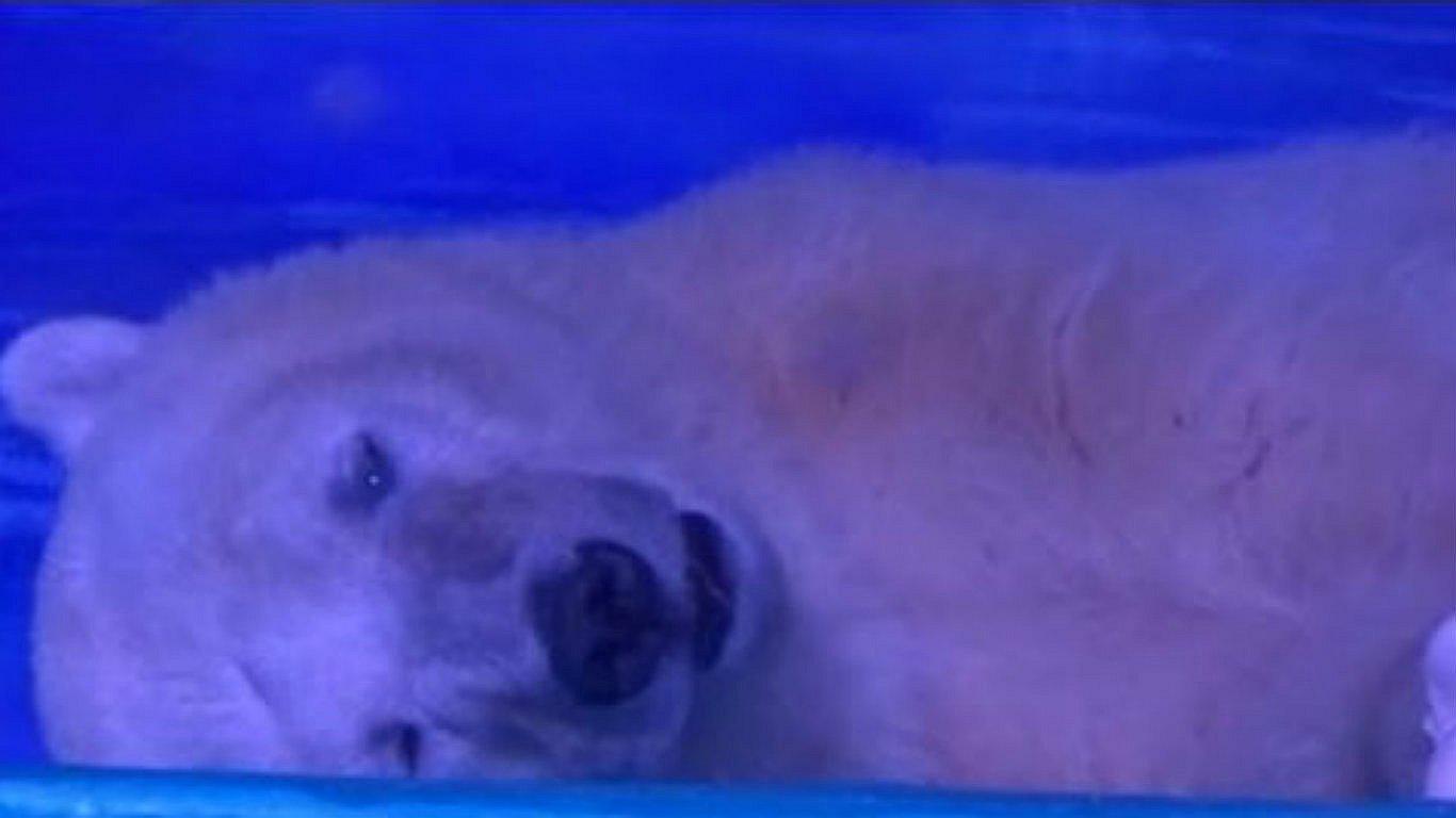 Un millón de personas piden la libertad de Pizza, "el oso polar más triste"