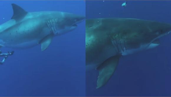 Registran nuevas imágenes del tiburón blanco más grande del mundo (VIDEO)