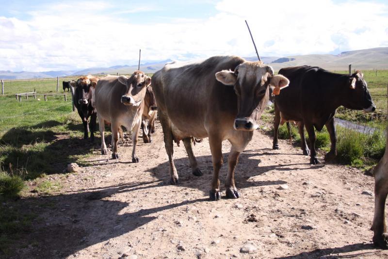 Mejorarán razas de ganado vacuno con transferencias