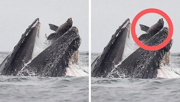 Captan el momento en que una ballena jorobada casi se traga a un león marino (FOTO)