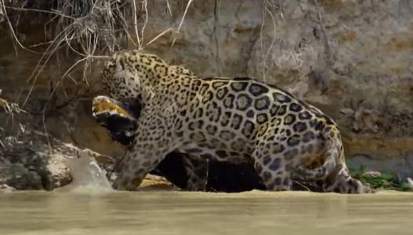 Caimán muere a manos de un jaguar en pelea bajo el agua y video impresiona a cibernautas