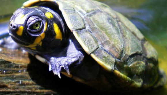 Liberan medio millón de tortugas en mayor reserva natural de Amazonía peruana