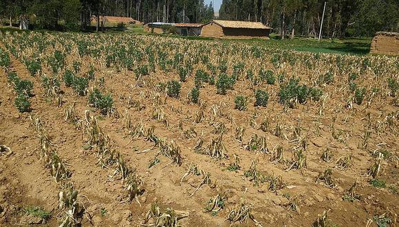 Jauja: Más de mil hectáreas de cultivos de maíz y papa fueron afectadas por heladas 