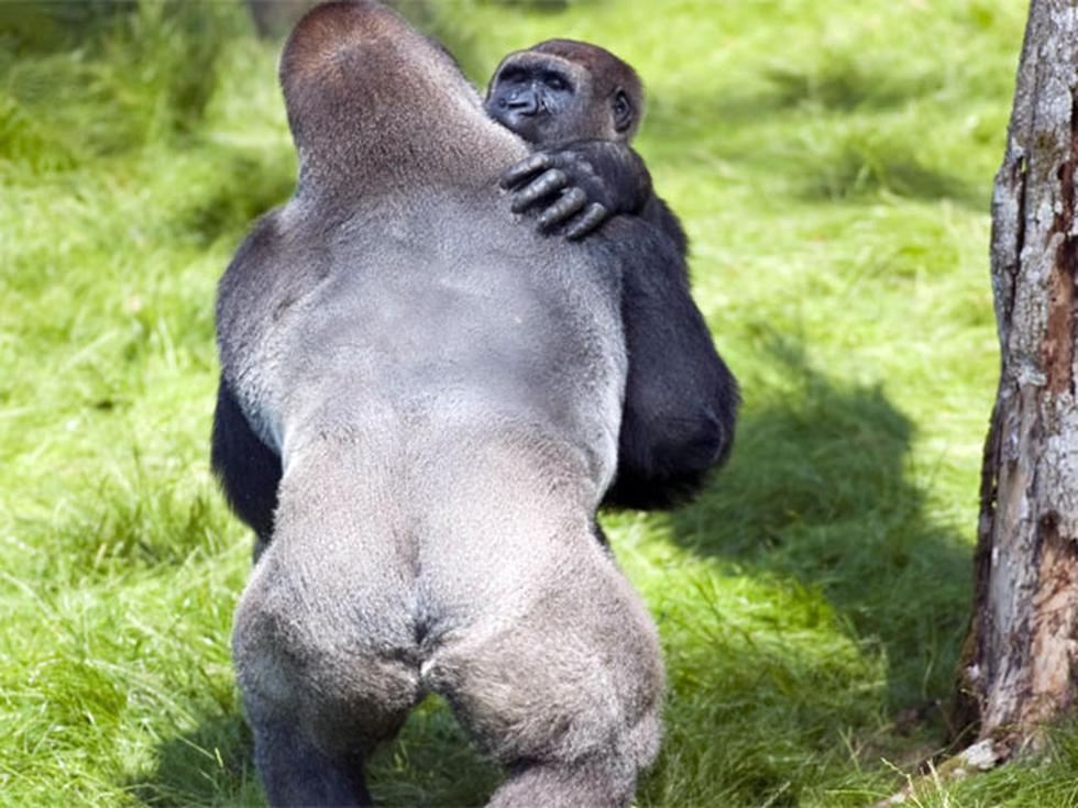 En imágenes: el conmovedor reencuentro de dos hermanos gorilas