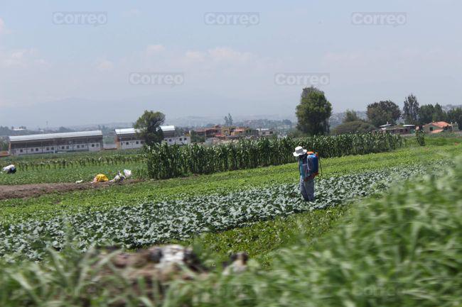 Intenso frío y calor genera presencia de plagas en cultivos