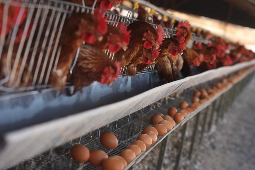 Arequipa produce mil toneladas de huevos al mes