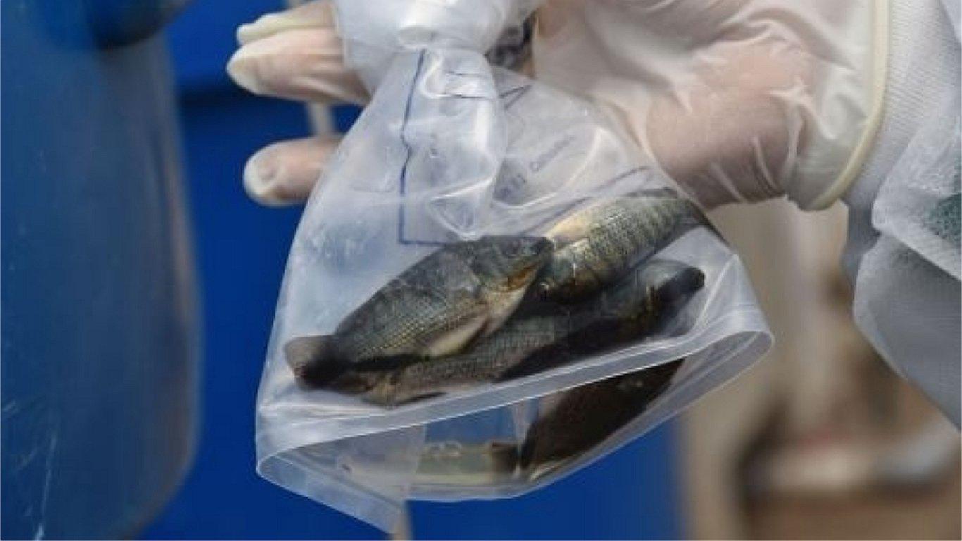 Alerta por virus de la tilapia lacustre moviliza a Sanipes y Produce